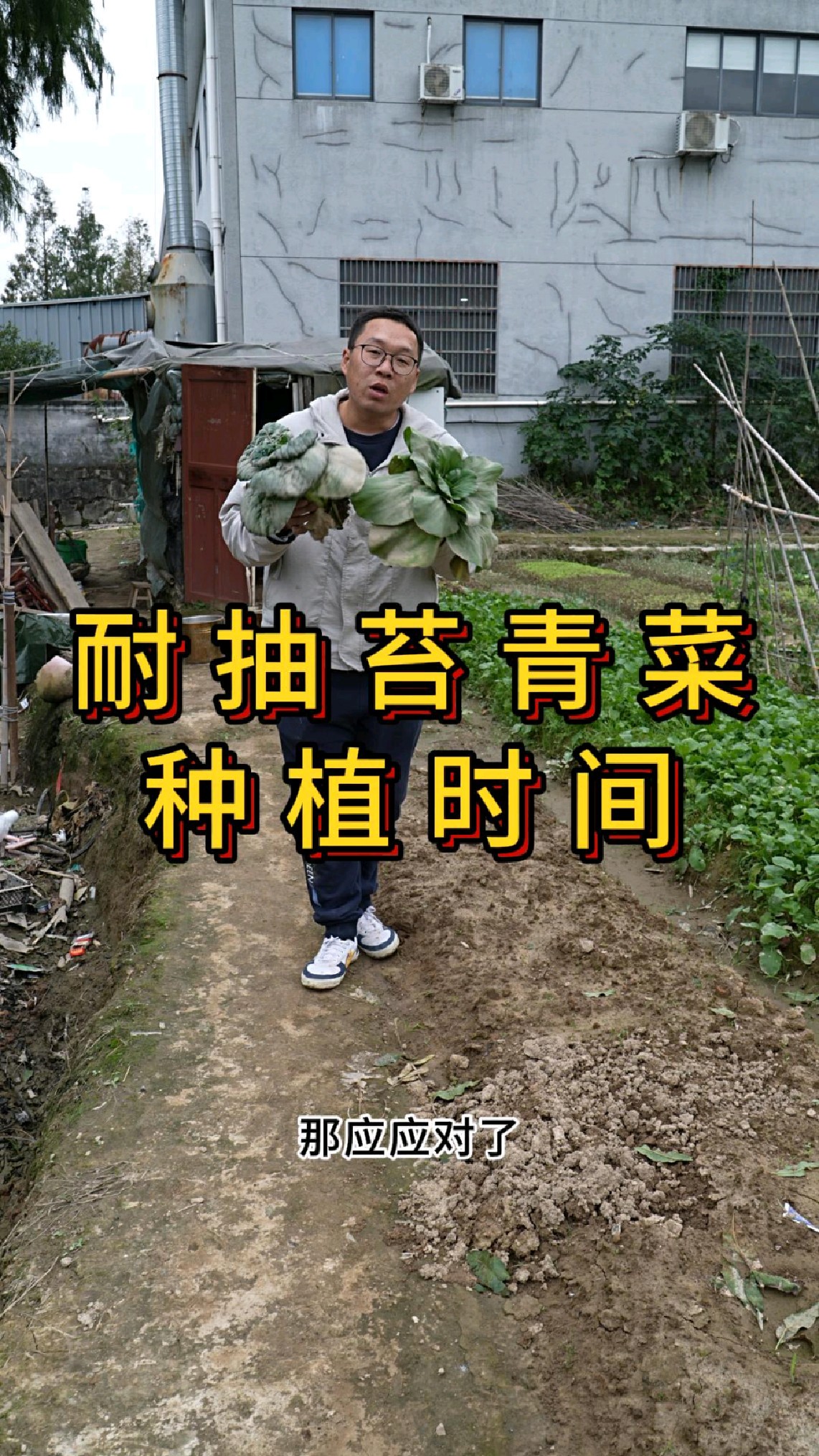 耐抽苔青菜什么时候种植最好,应对蔬菜断档期