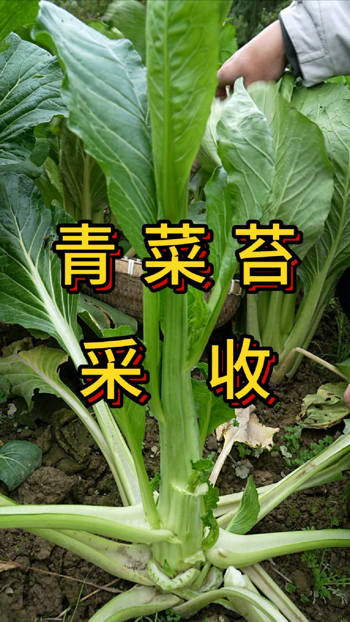 青菜苔采收,过年吃的菜苔怎么管理