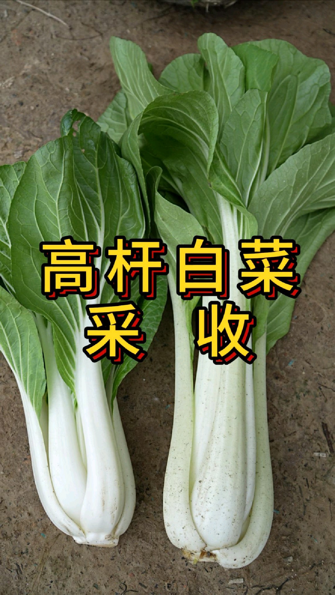 高杆白菜鲜食和腌制有什么区别
