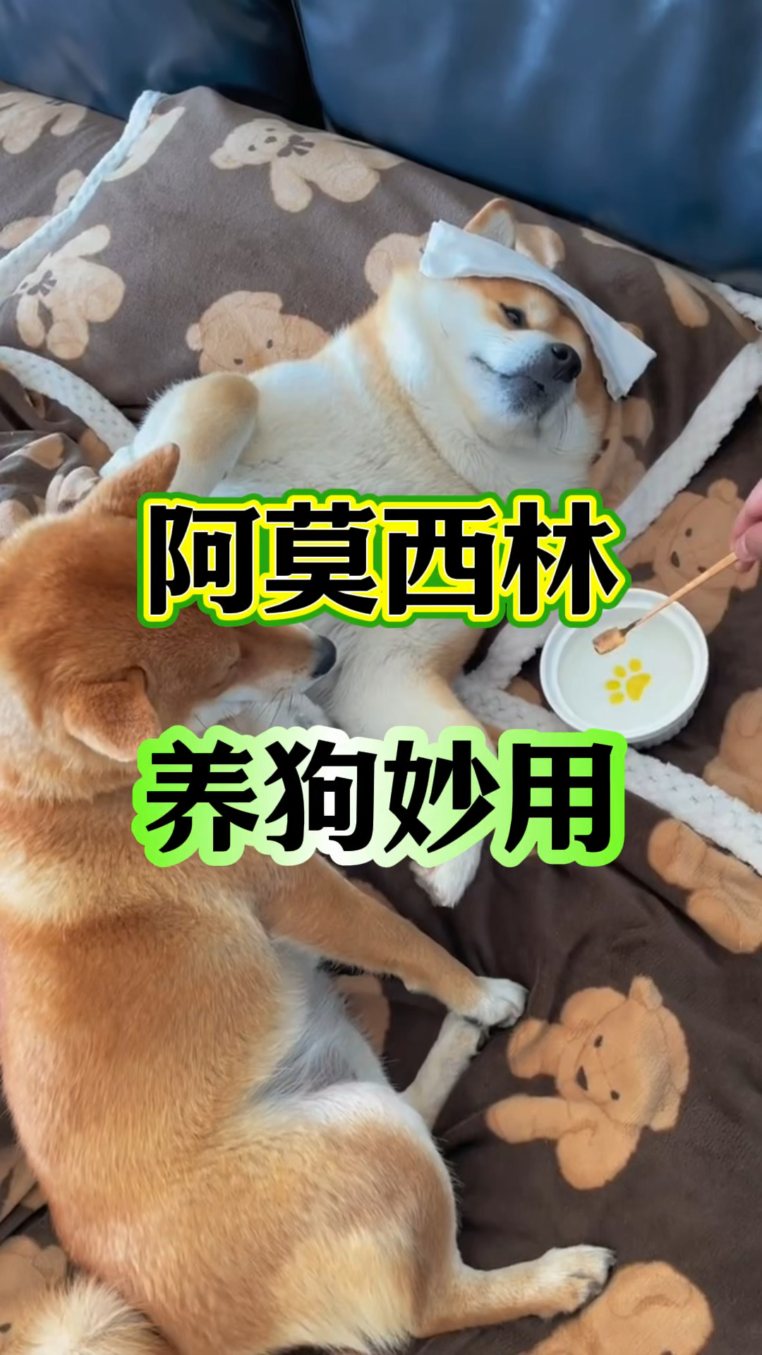 阿莫西林在养狗中的神奇妙用!