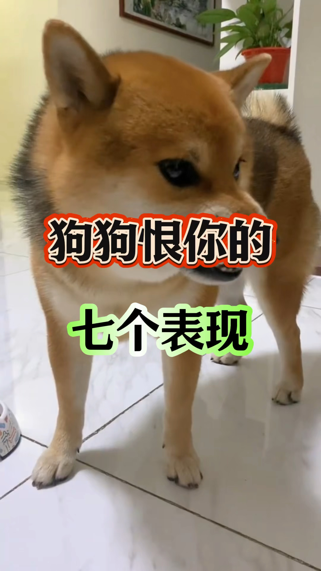 狗狗恨你的七大表现!
