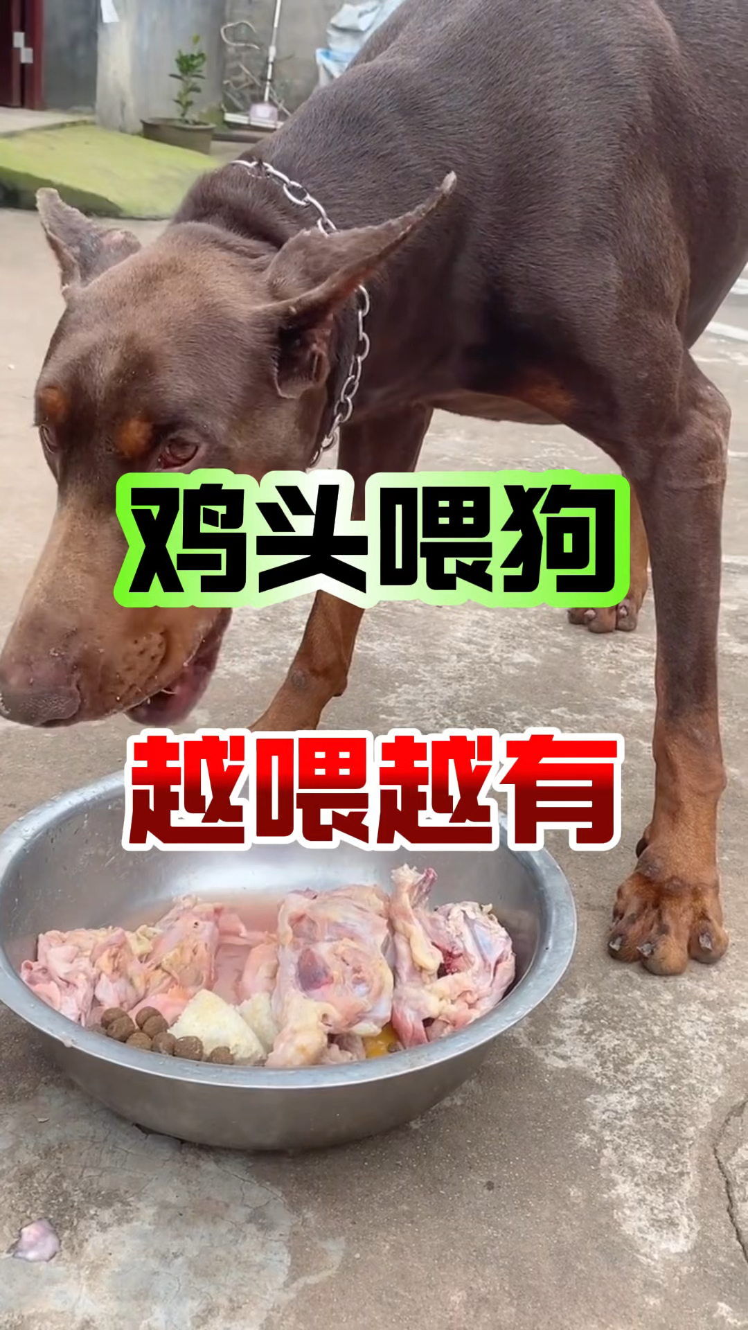 鸡头养狗中的妙用!