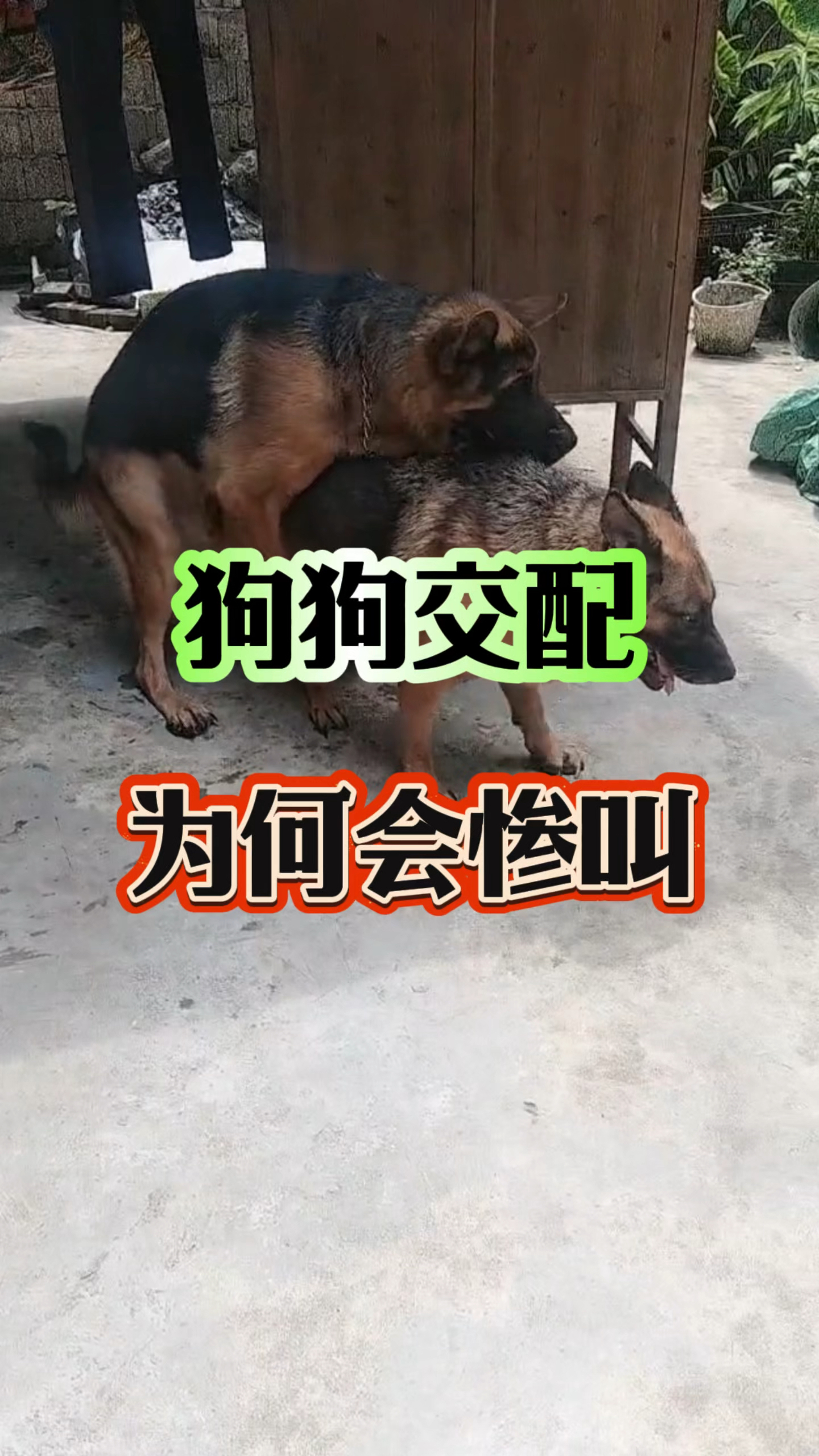 狗狗交配为何会惨叫!