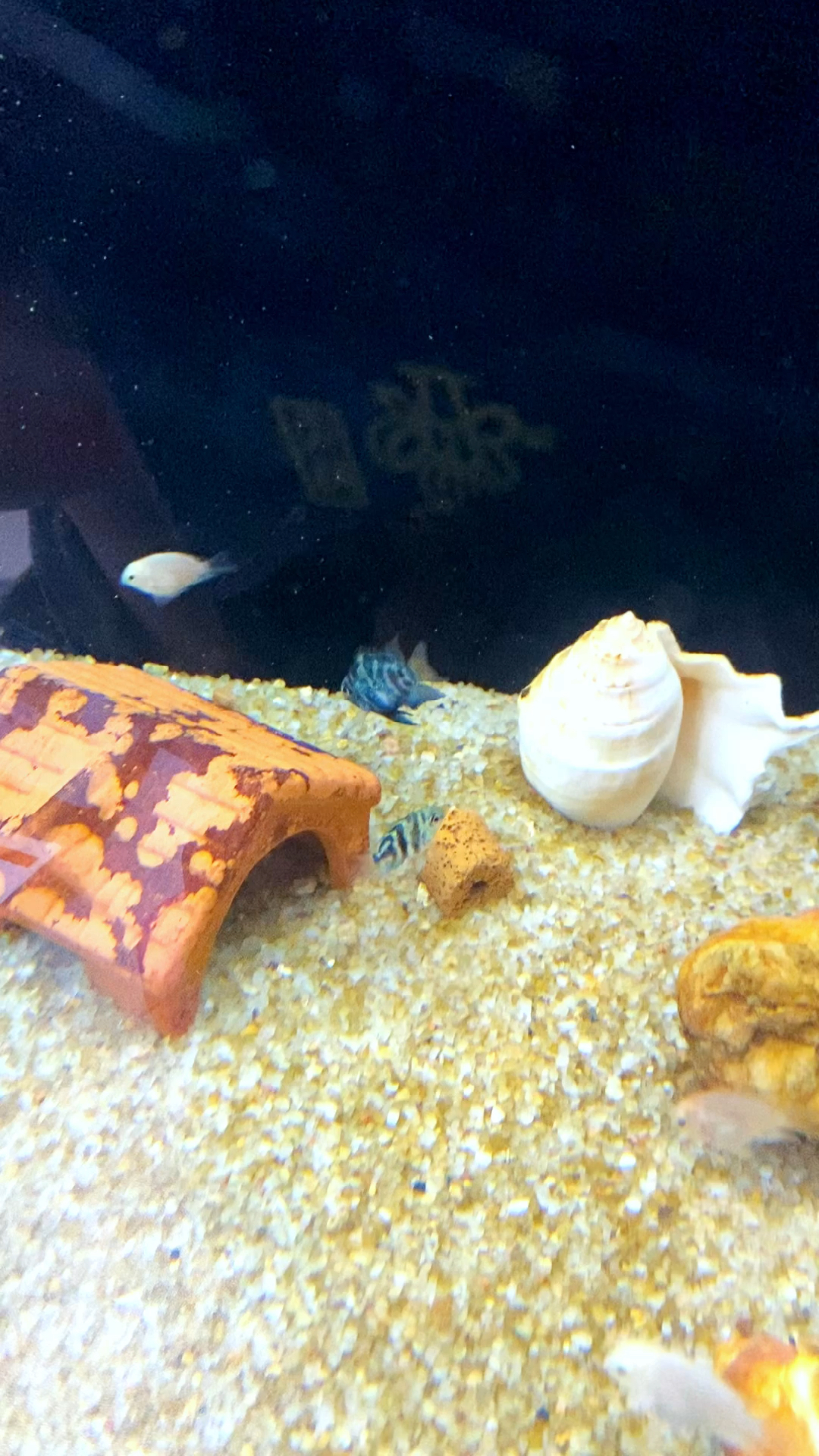 观赏鱼得了蒙眼病怎么办?一定要及时救治!