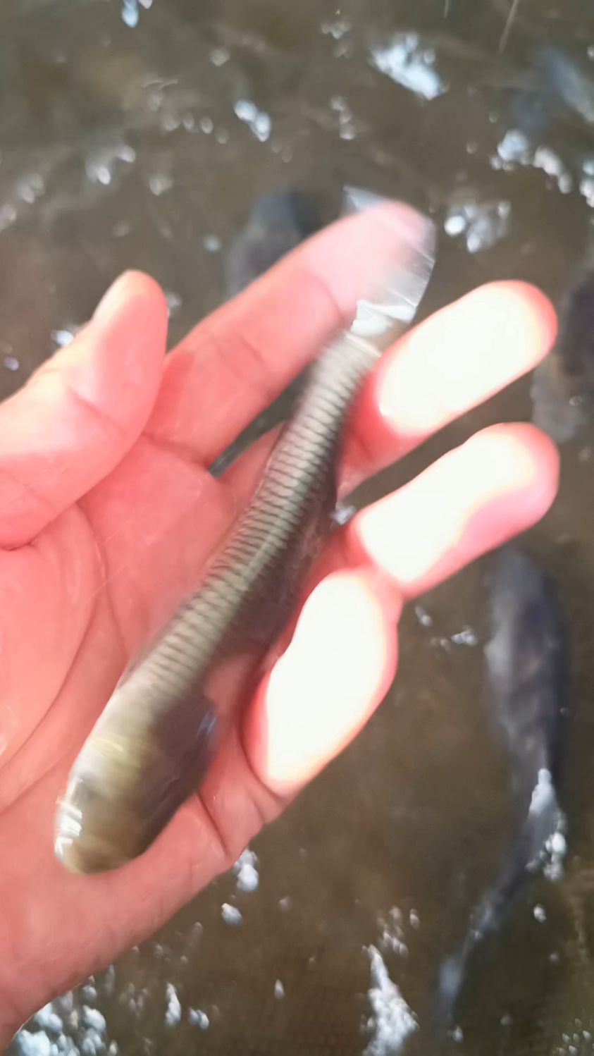 20公分脆肉鲩鱼苗草鱼苗