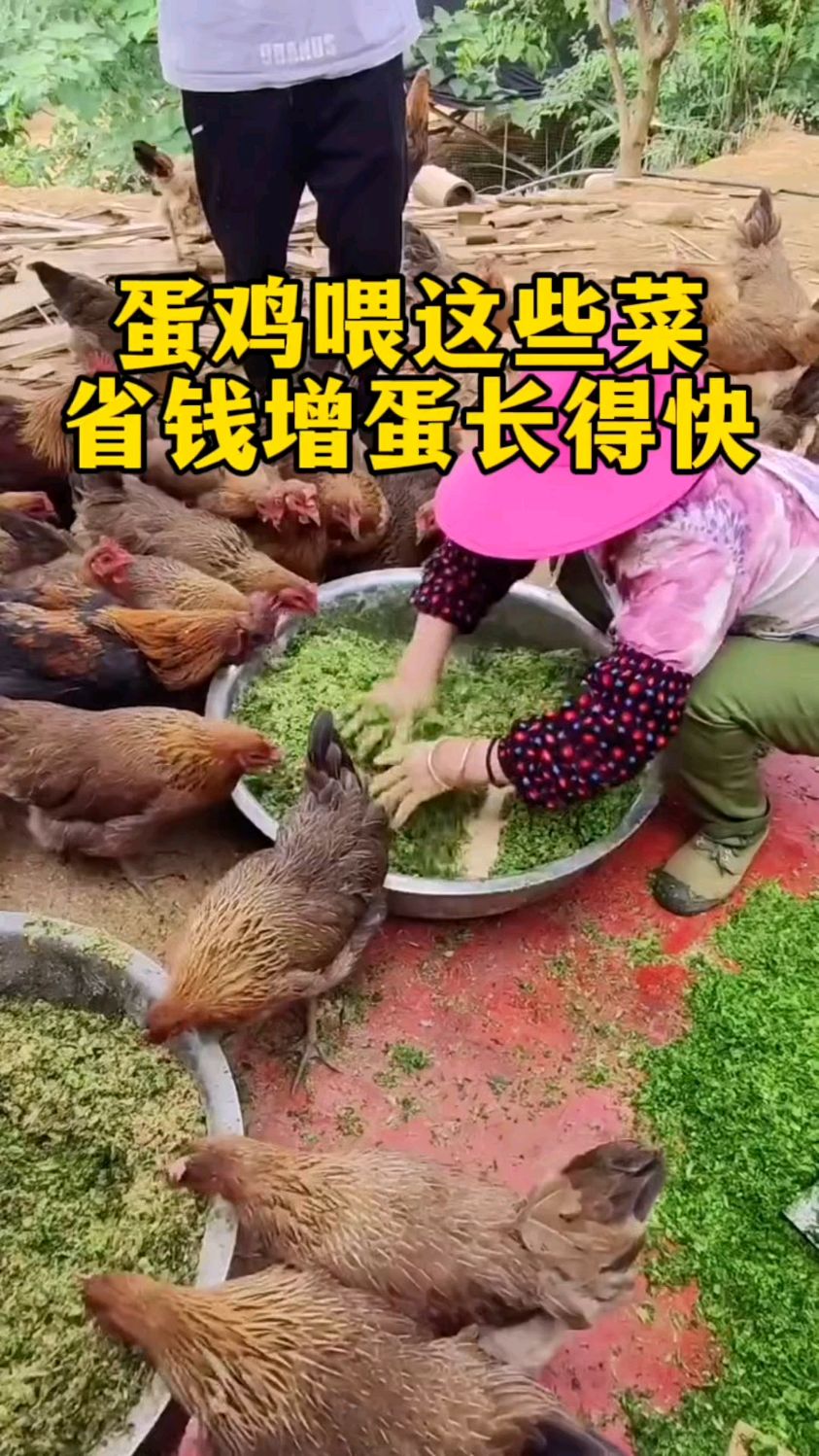 蛋鸡喂这些菜,省钱增蛋长得快!
