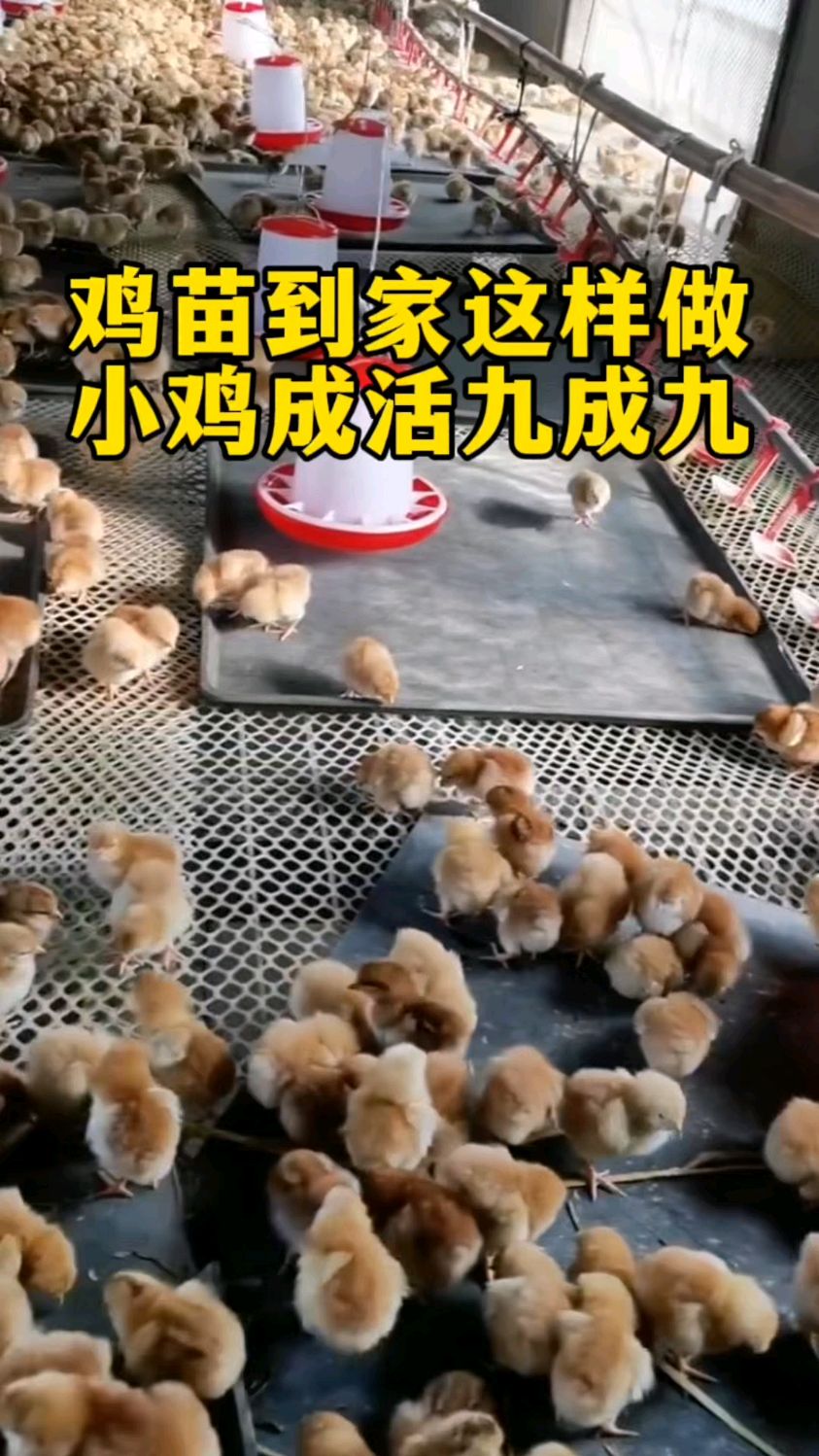 鸡苗前一周这样喂,小鸡成活九成九!