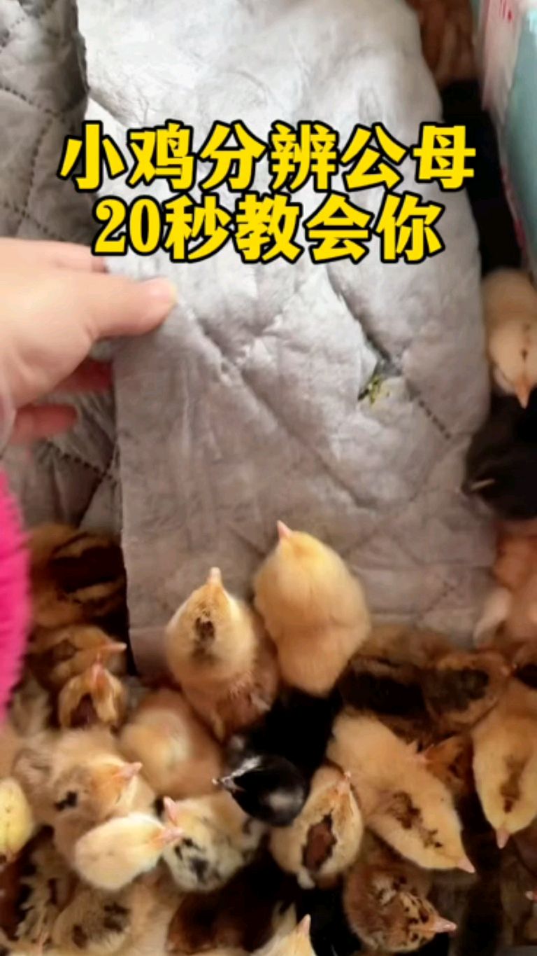 小鸡怎么分辨公母,20秒教会你!