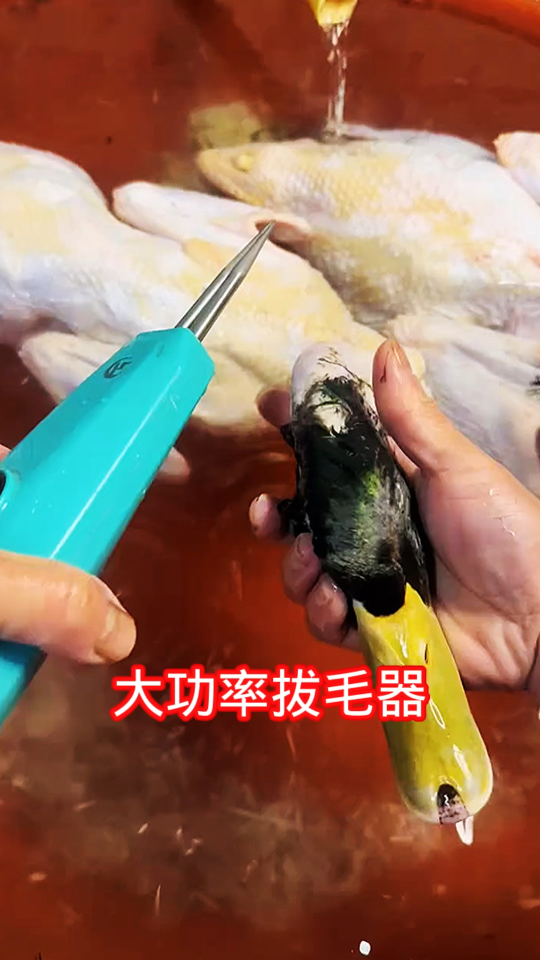 农村杀鸡鸭鹅一定要有这个工具