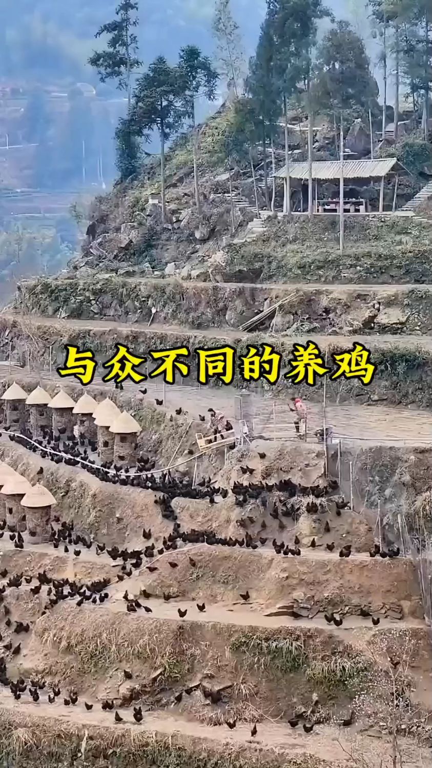 这是我见过最与众不同的养鸡场#养鸡 #农场