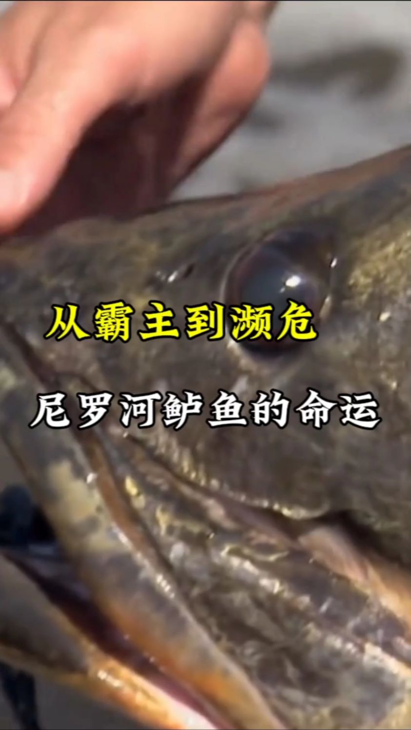 霸主到濒危 尼罗河鲈鱼的命运与人类的抉择#鲈鱼 #尖吻鲈 #尼罗河