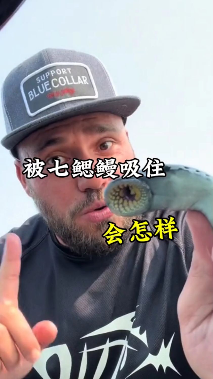 被七鳃鳗吸住 究竟会发生什么#七鳃鳗 #吸盘 #吸血