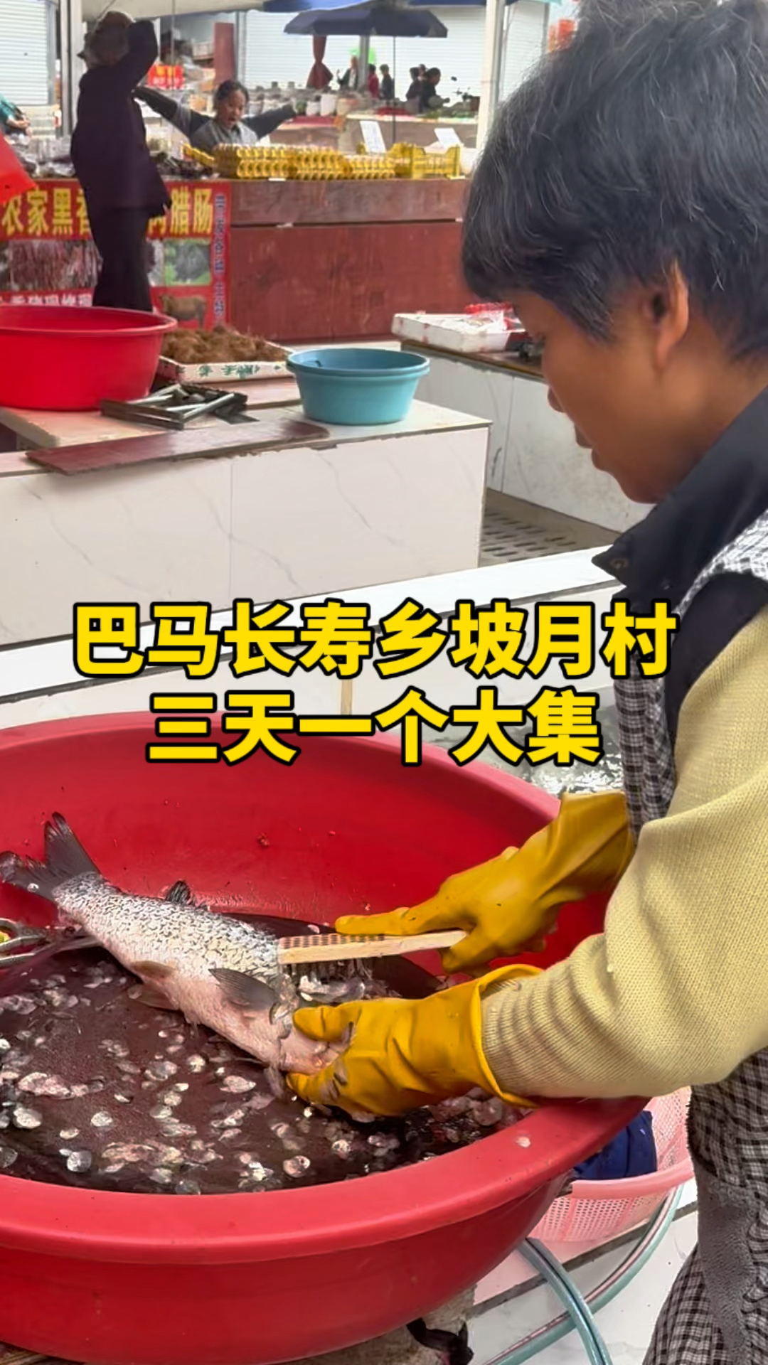广西巴马坡月村,三天一个大集,看看鱼价怎么样?
