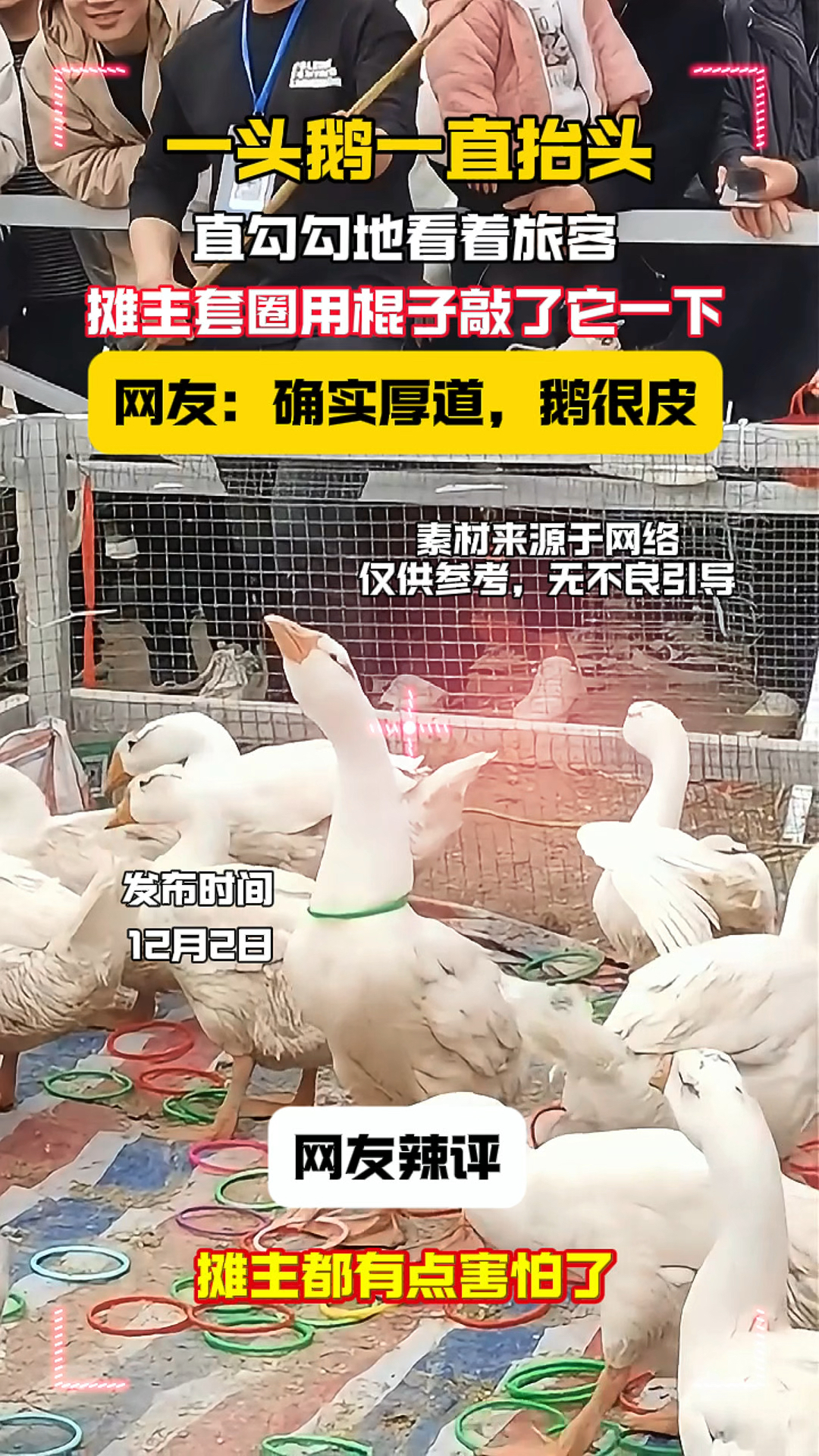 一头鹅一只抬头,直勾勾地看着旅客,摊主连忙制止