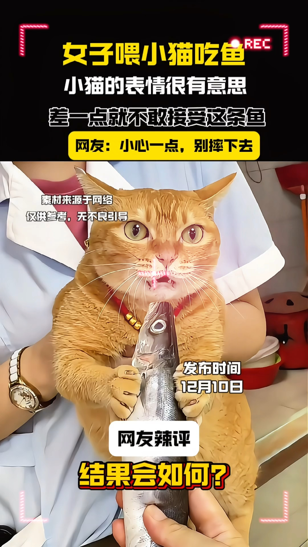 女子喂小猫吃鱼,小猫的表情很有意思,差一点不敢接受