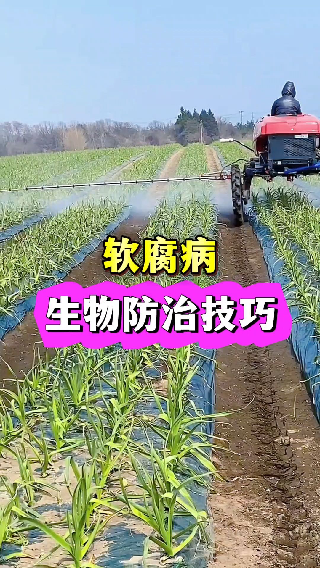 作物软腐病如何有效防治?细菌性软腐病用什么药效果好!