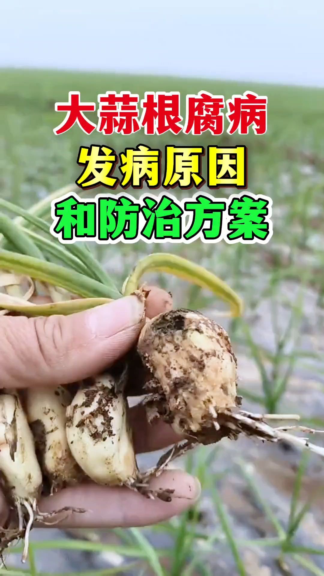 大蒜根腐病发病原因和防治方案!大蒜根腐病、大蒜软腐病用什么药