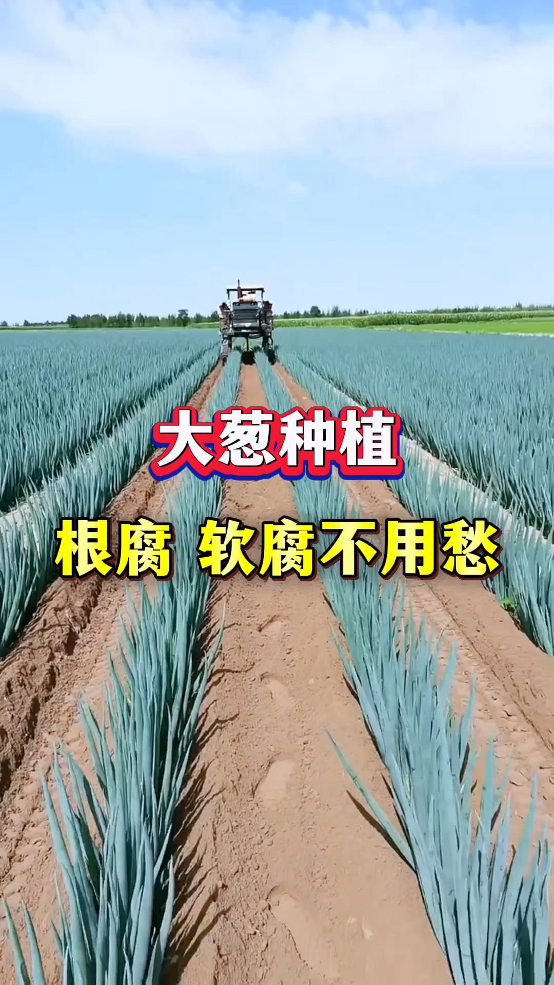 大葱种植出现根腐病、软腐病用什么药效果好?大葱根腐病防治技巧