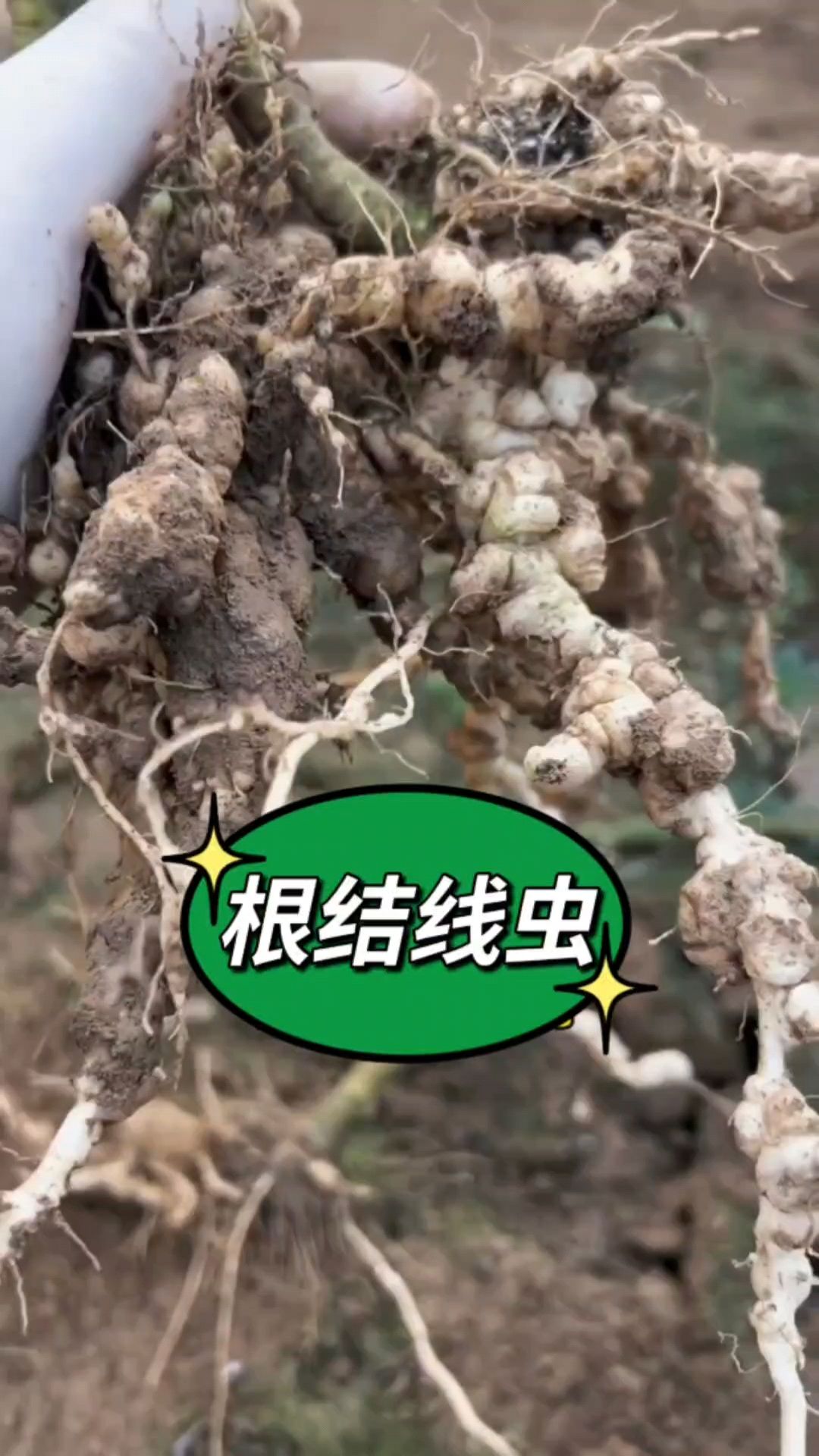 根结线虫防治技巧!烤烟根结线虫,番茄根结线虫等线虫病特效配方