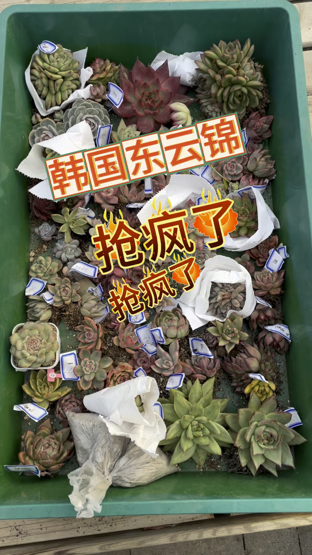 韩国东云锦基地,你买的不仅仅是多肉,更是很久很久的快乐 #大连同城 #韩国东云锦