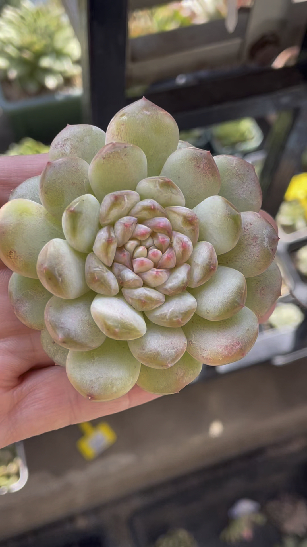 葡萄珍妮,一周的颜色变化,你喜欢哪款?#多肉植物 #大连同城 #肉肉的世界