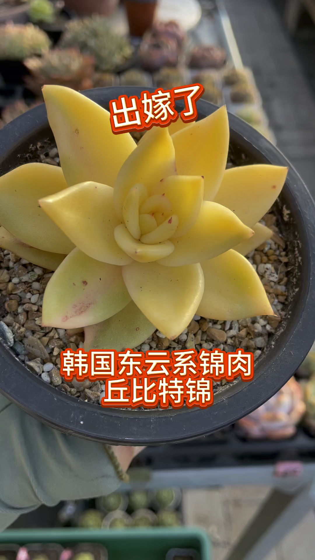 为啥让大家养东云系锦肉,因为一年四季变化不一样,美的让你窒息#多肉植物 #大连同城