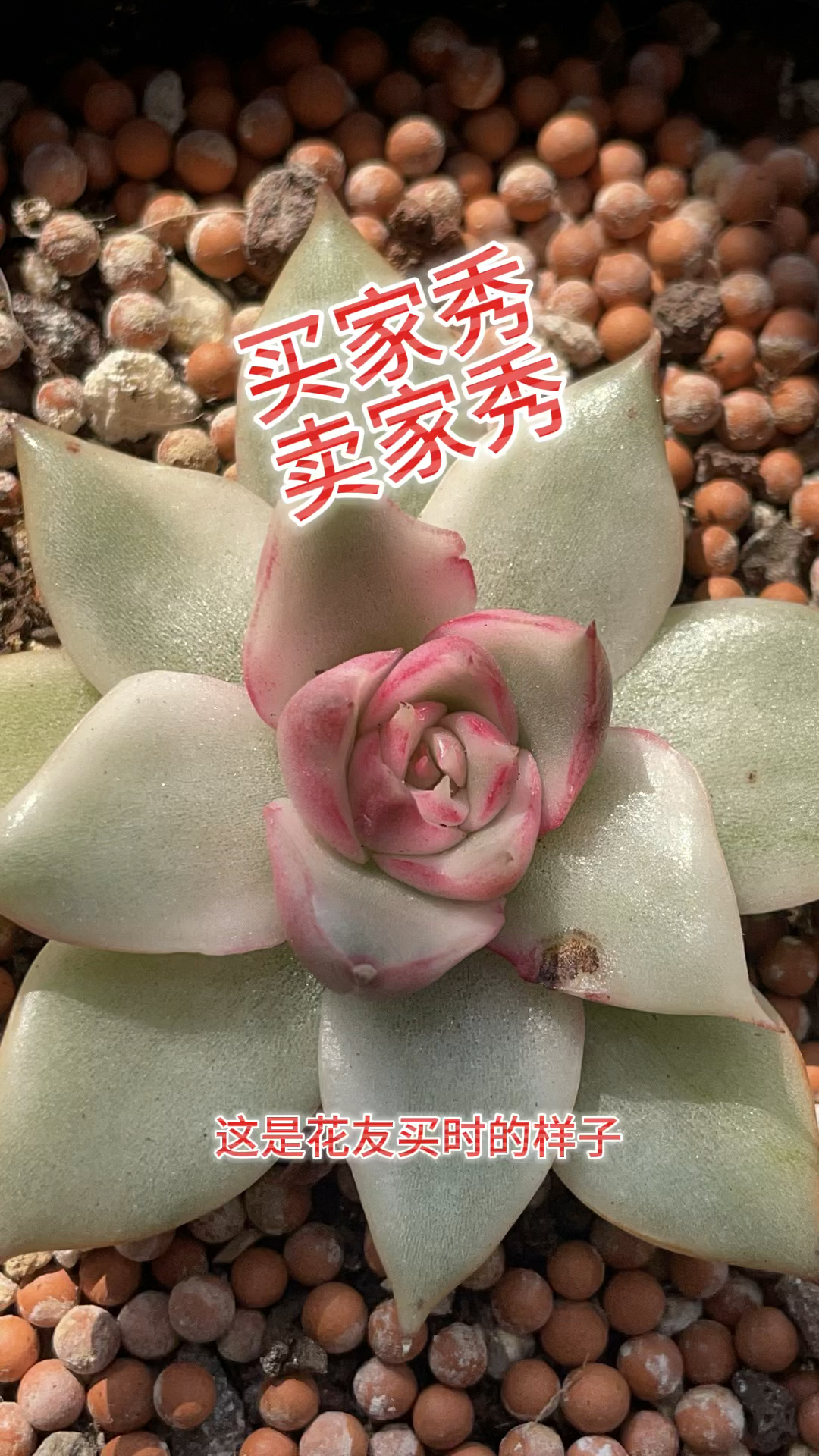 多肉界买家秀和卖家秀的反差对比,太扎心了#大连同城 #吉赛尔锦 #韩国东云系多肉