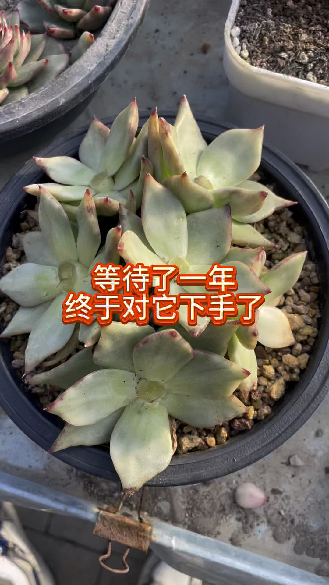 难道这就是养锦的乐趣吗?等待了一年,终于对它下手了#多肉植物 #韩国东云系锦