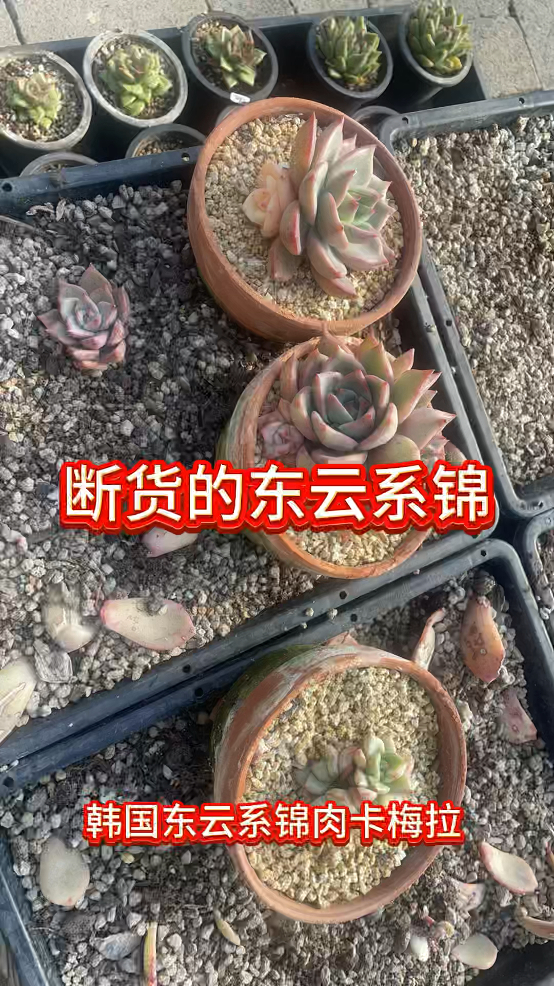大连韩国进口多肉基地又一个品种即将断货,他就是卡梅拉锦#韩国东云系锦肉#依米花多肉