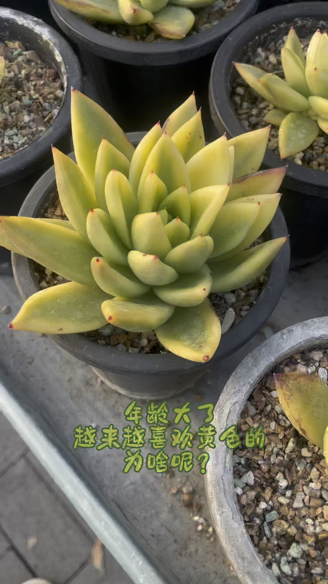 年龄大了,越来越喜欢黄色系多肉了#韩国东云系#黄钻宝石锦#上热门话题榜