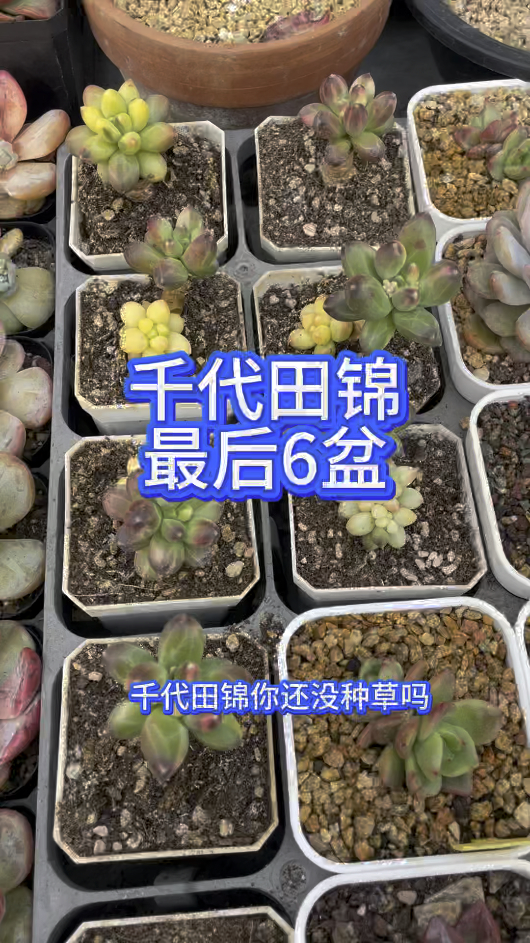 圆滚滚胖乎乎的千代田锦,为什么在南北方都能养好?因为你想得到她 #千代田之松锦