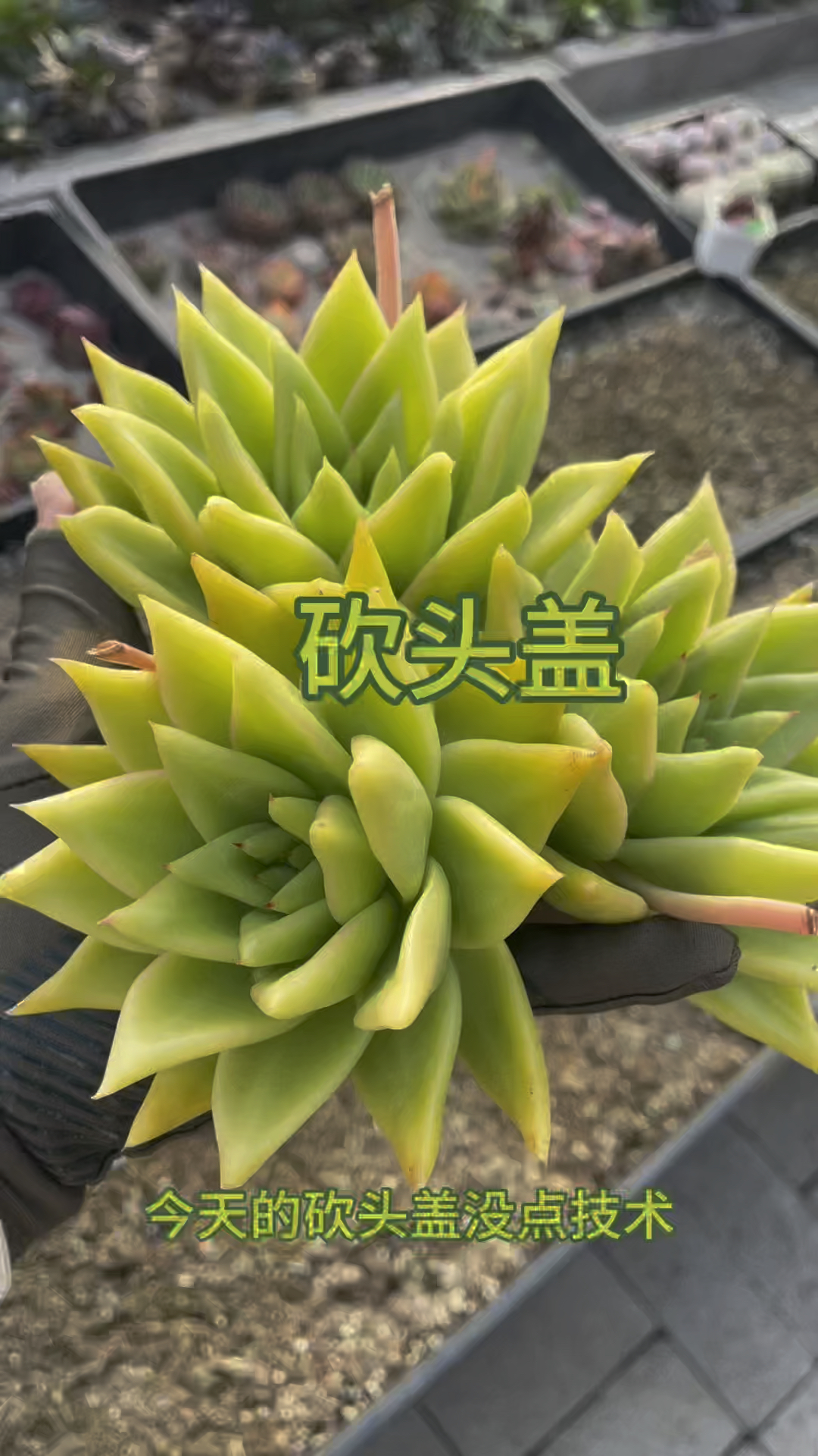 砍过千刀万刀的大棚主又来给大家展示砍头盖了,东云系黄金系列,焦黄焦黄的,你喜欢不