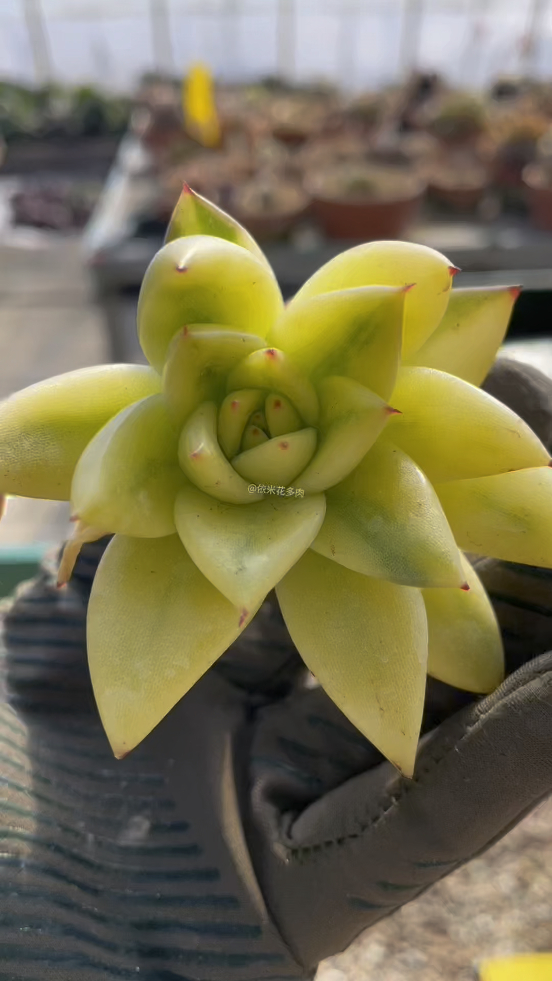 韩国东云锦黄金系列,黄金散斑锦,高级通透明亮体,棚里足足等待了10个月,值得拥有!