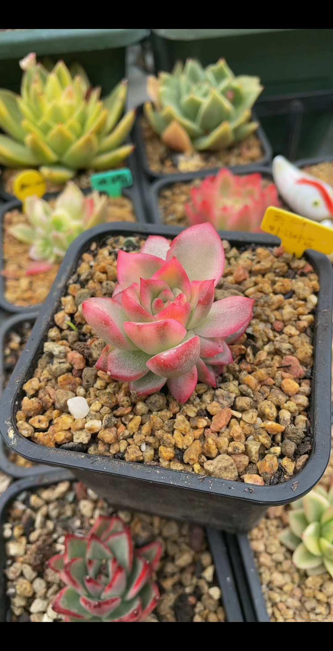 她现在依然在韩国是贵货#弗兰克锦#用多肉治愈生活 #依米花多肉 #韩国东云系锦