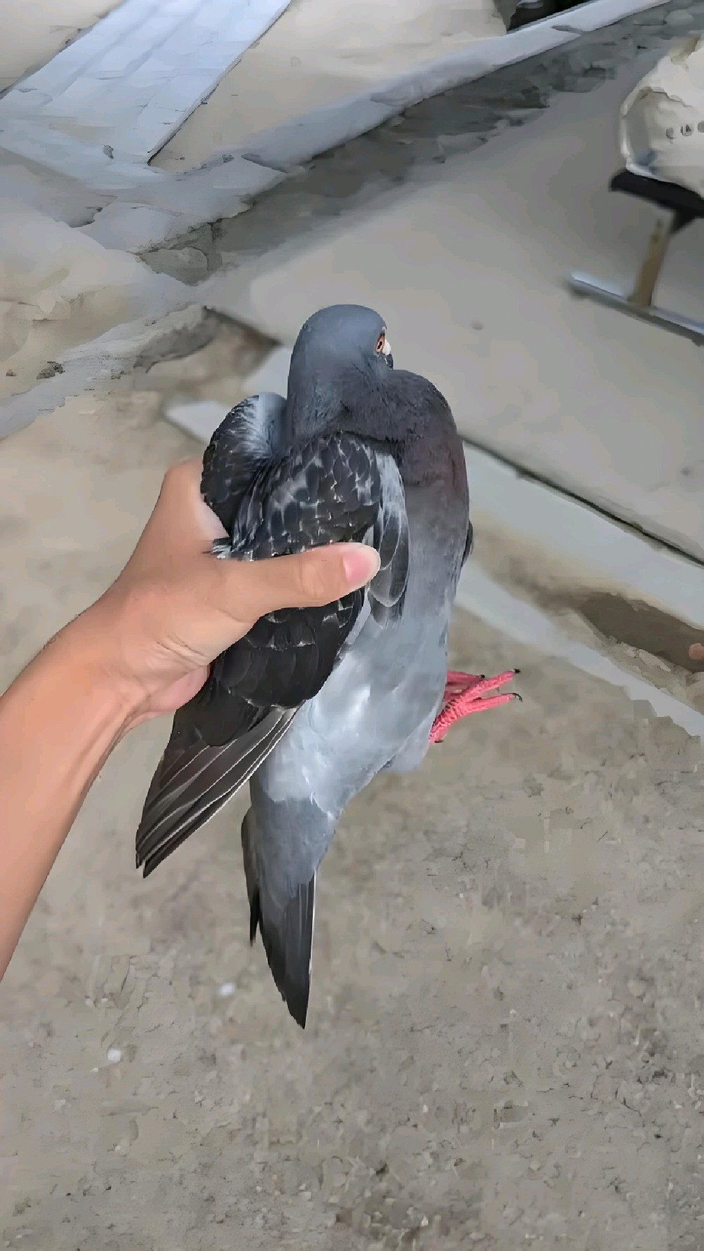 隐世高人发明自动抓鸡神器!每天抓上百只!神了!