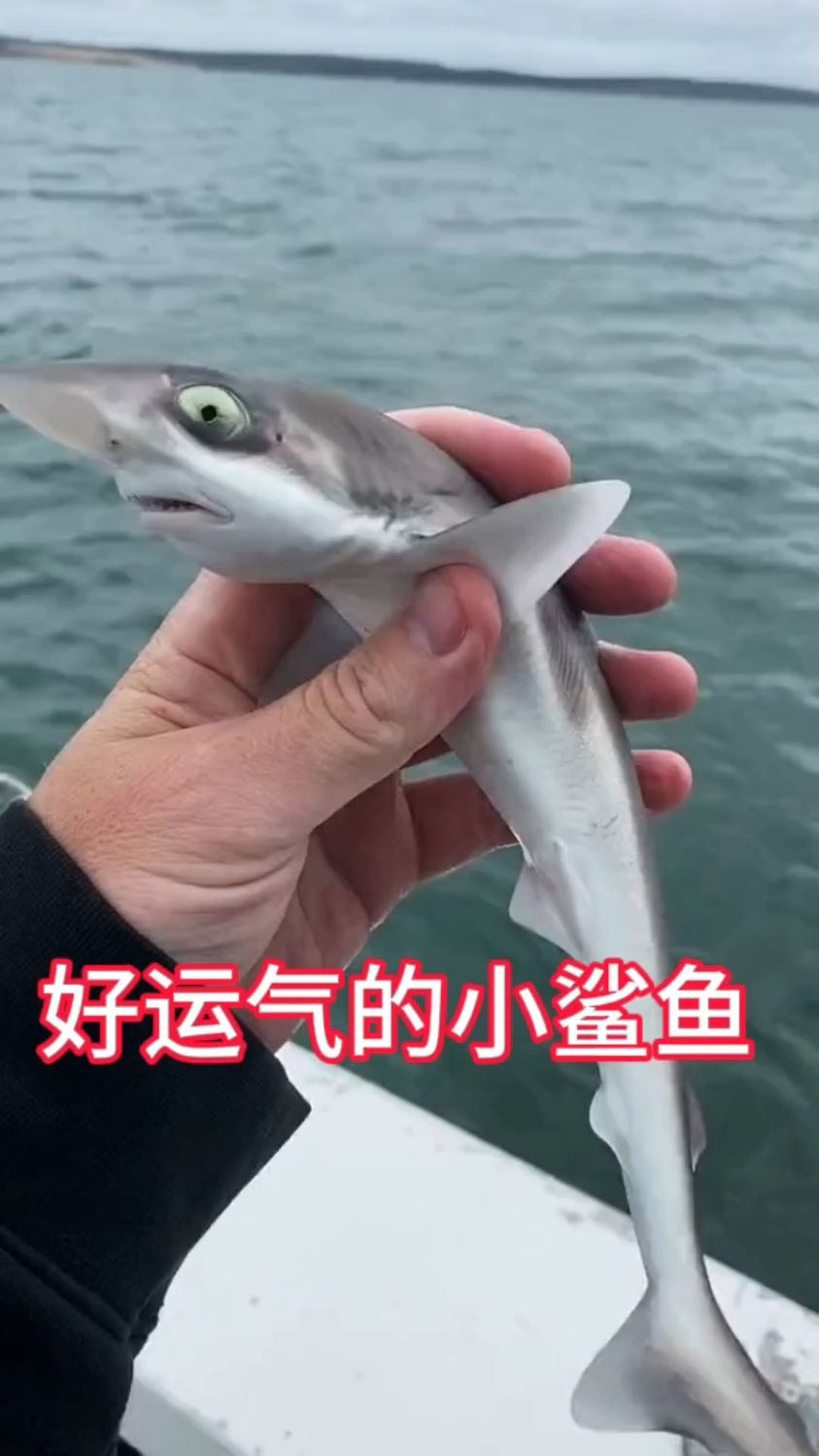 小伙子海钓出师不利,只钓上来一条小鲨鱼,将其放回大海暖心一幕