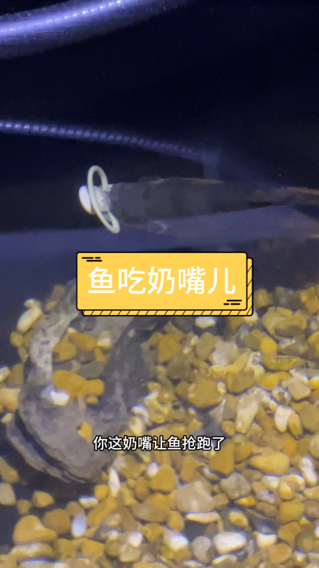 鱼把孩子奶嘴抢跑了