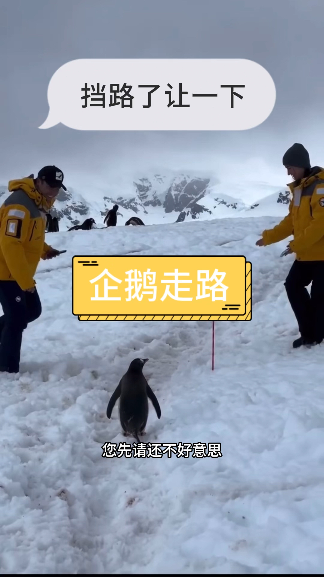 雪地本没有路,企鹅多了便有了路