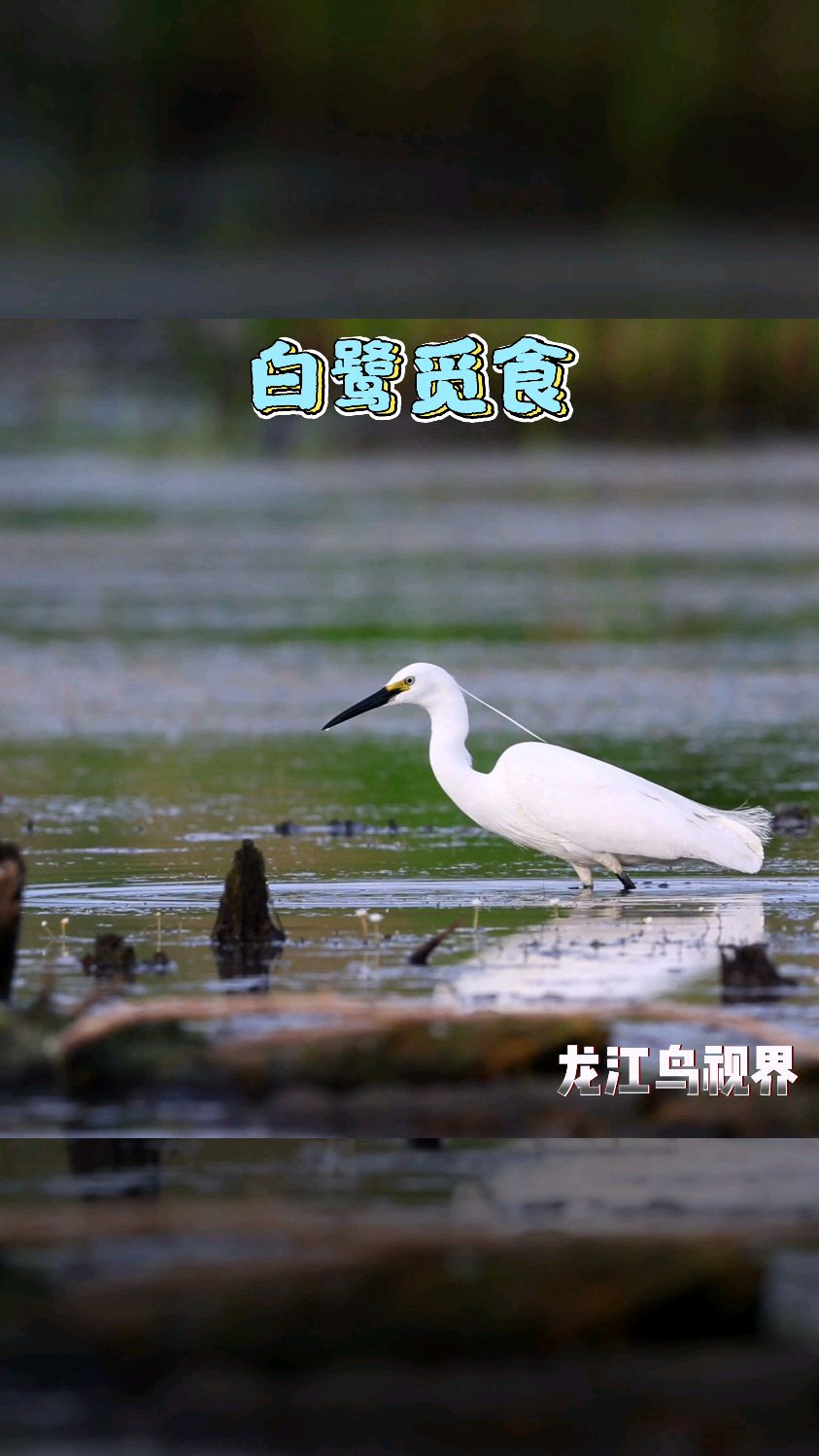 白鹭觅食——万物皆有灵性