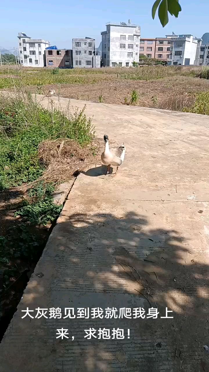 我的大灰鹅见到我就要抓我身上求抱抱!