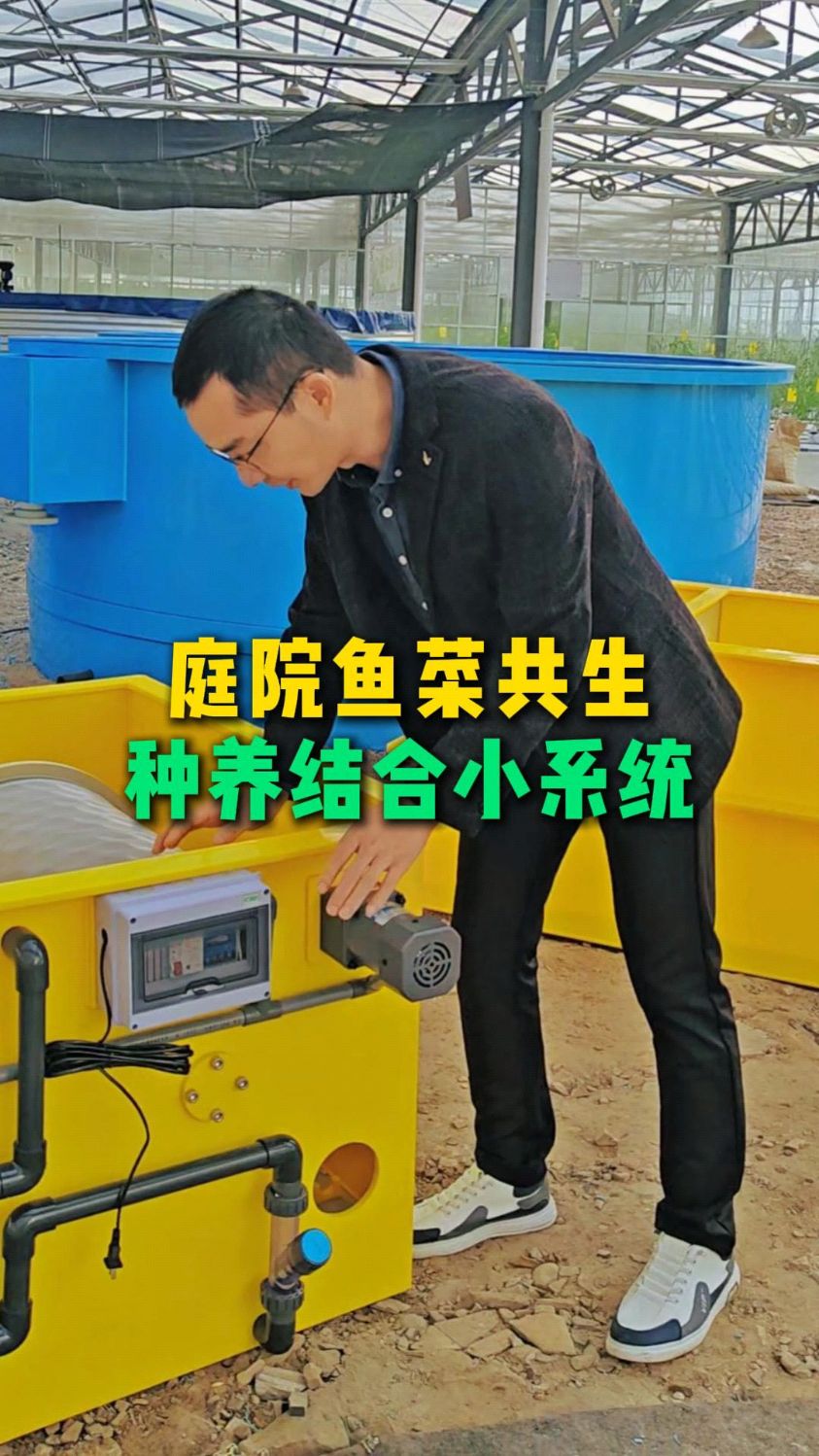工厂化鱼菜共生循环水养殖无土栽培模式到家庭阳台庭院鱼菜共生