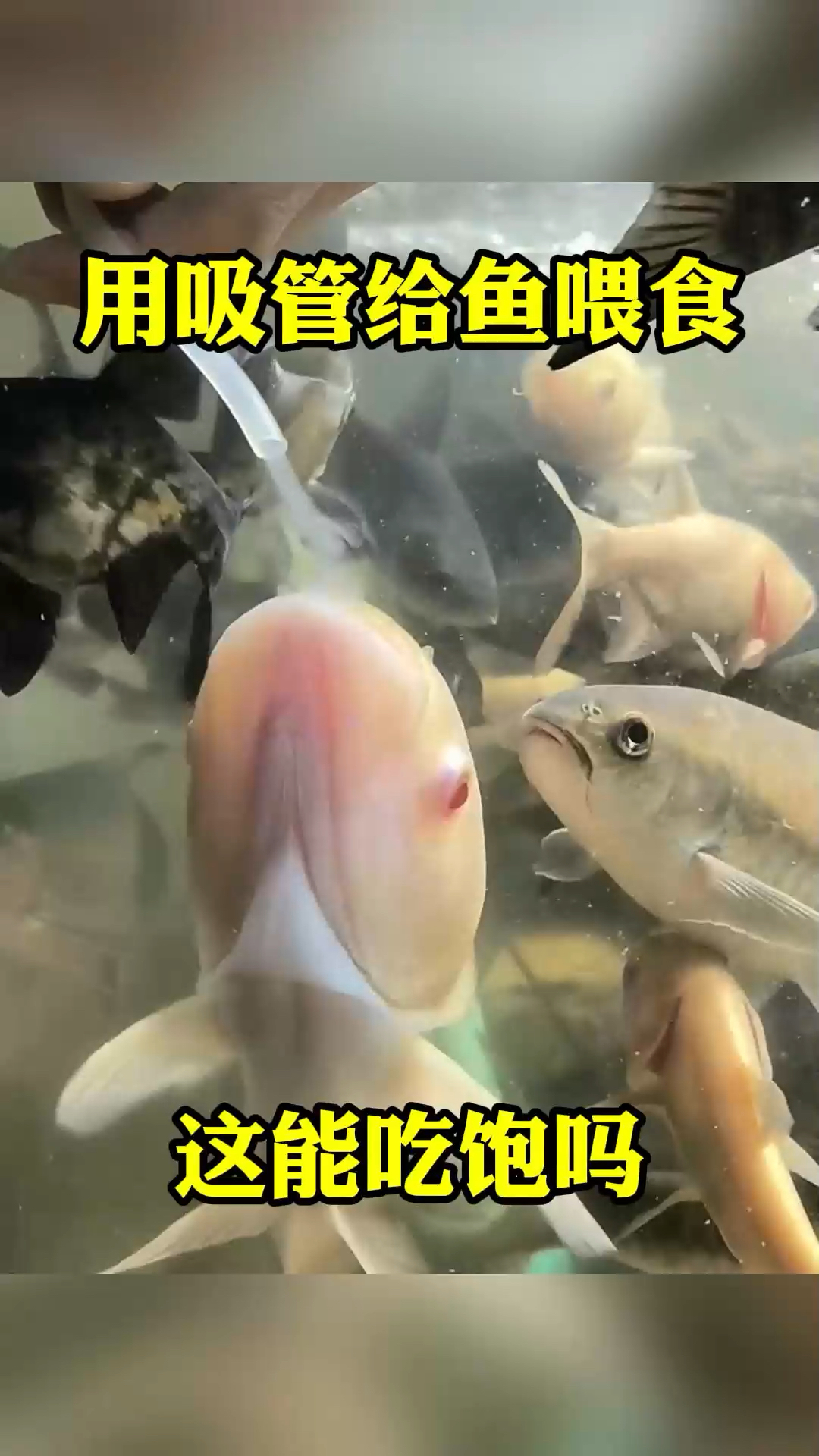 用吸管给鱼喂食,这能吃饱吗?