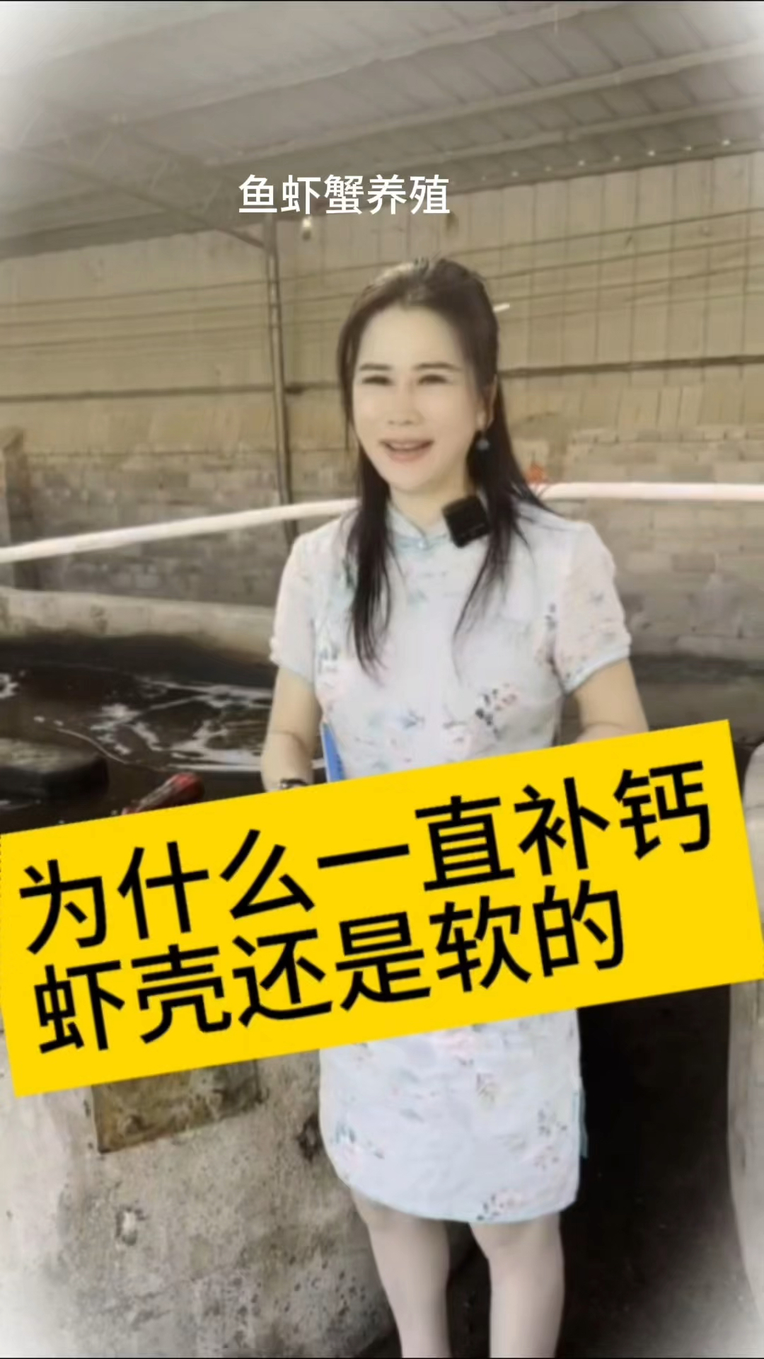为什么一直补钙,虾还是软壳的?#工厂化养虾#鱼虾蟹养殖 #养虾人