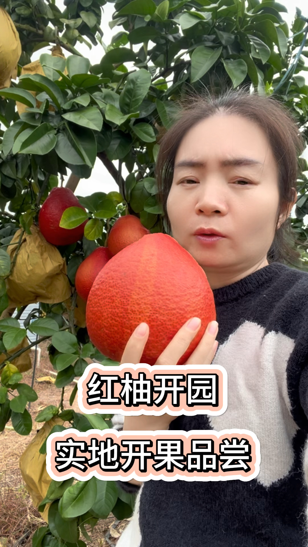 2025年暹罗红柚品质如何?柚子妹果园实地开果,解开心中疑惑