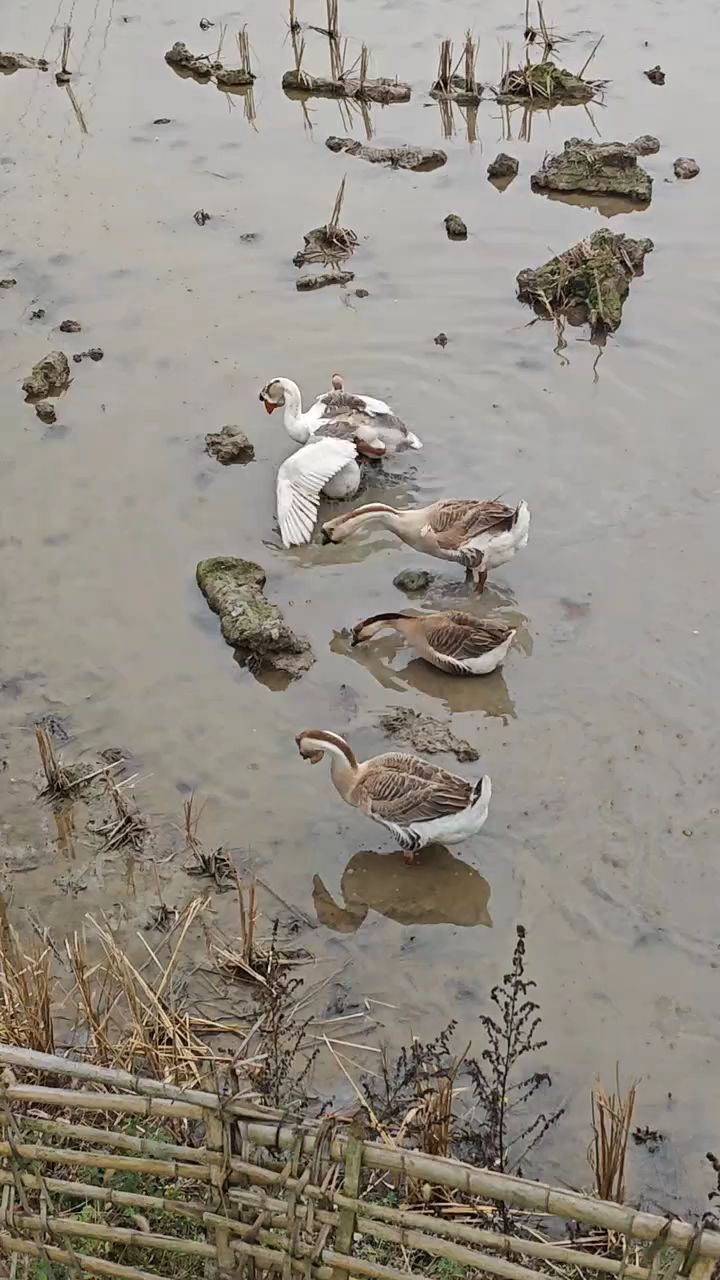 天气冷了出来看看鹅游泳。