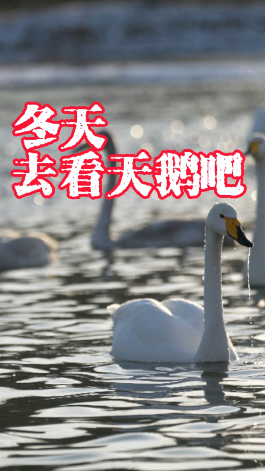 又到了去朝阳红村天鹅湾看天鹅的季节,想想都觉得很美好