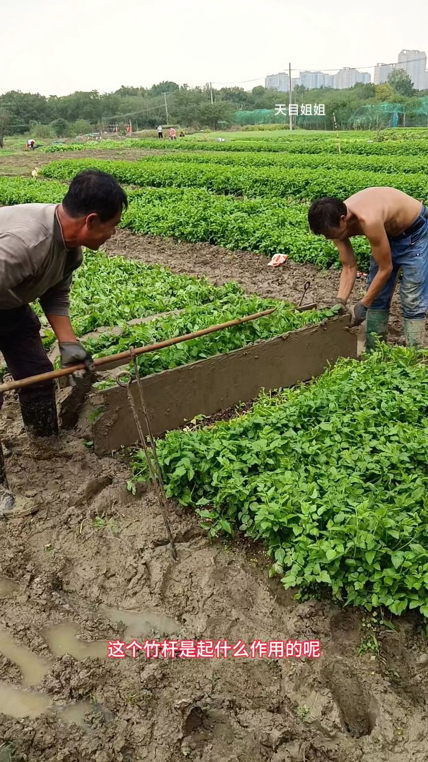 溧阳白芹开始壅土了,板子铁钎子竹杆子都是狠活