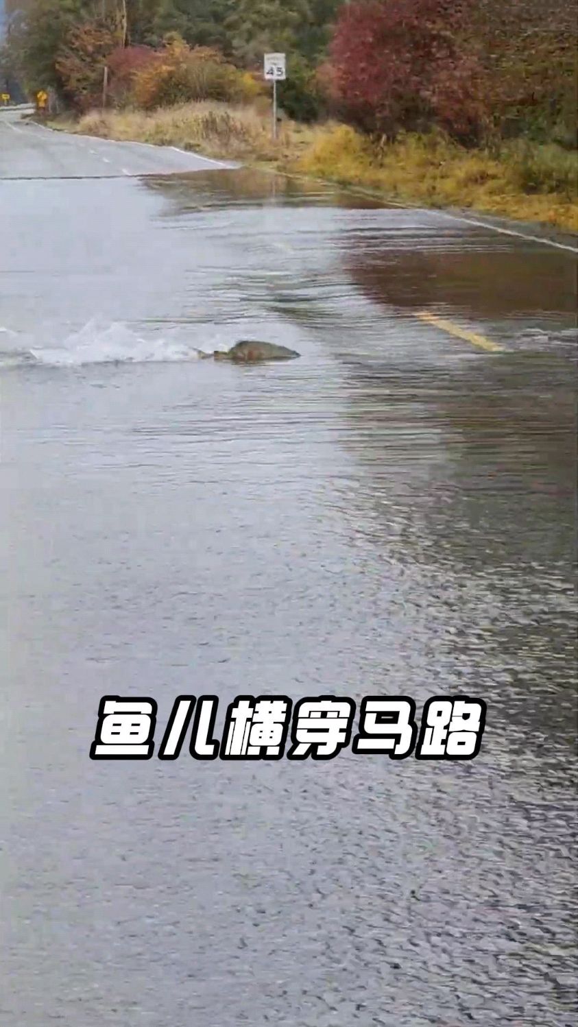 鱼儿逆流而上横穿马路,最终成功开启新的鱼生