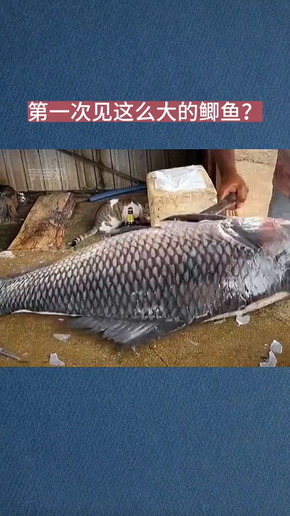 第一次见这么大的鲫鱼