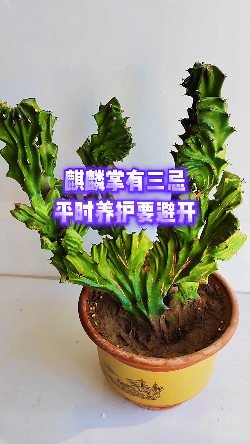 麒麟掌有三忌,平时养护要避开